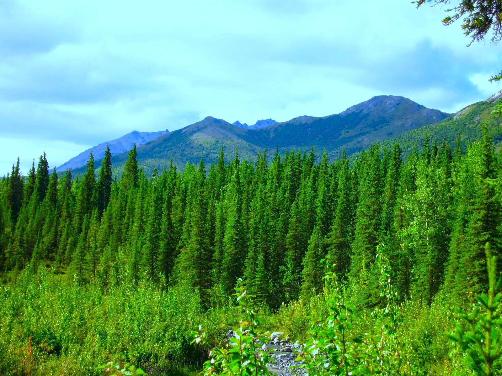 Forest and mountain landscape