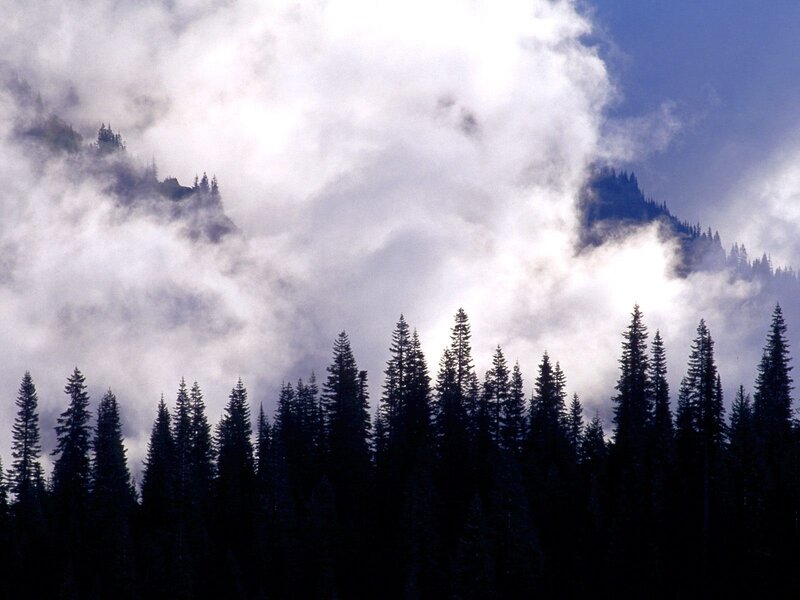 Forest and mountain mist