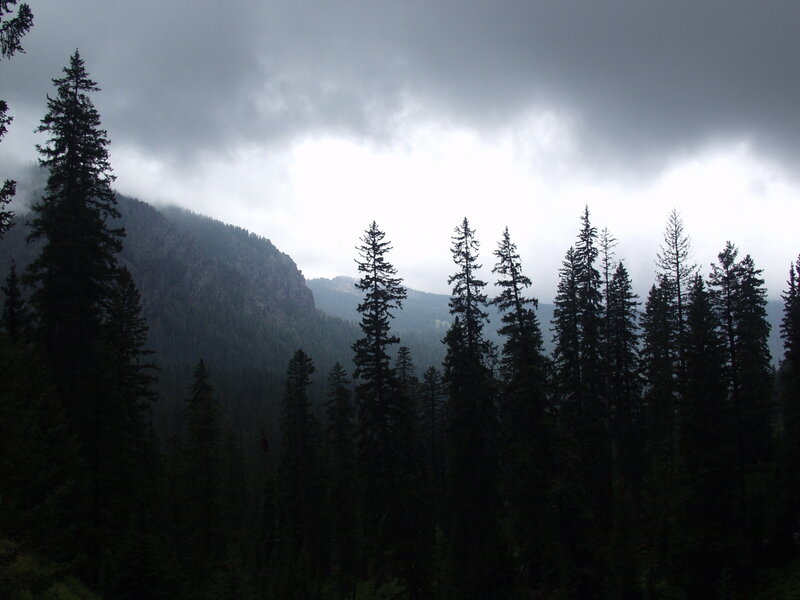 Forest and mountain under cloudy sky