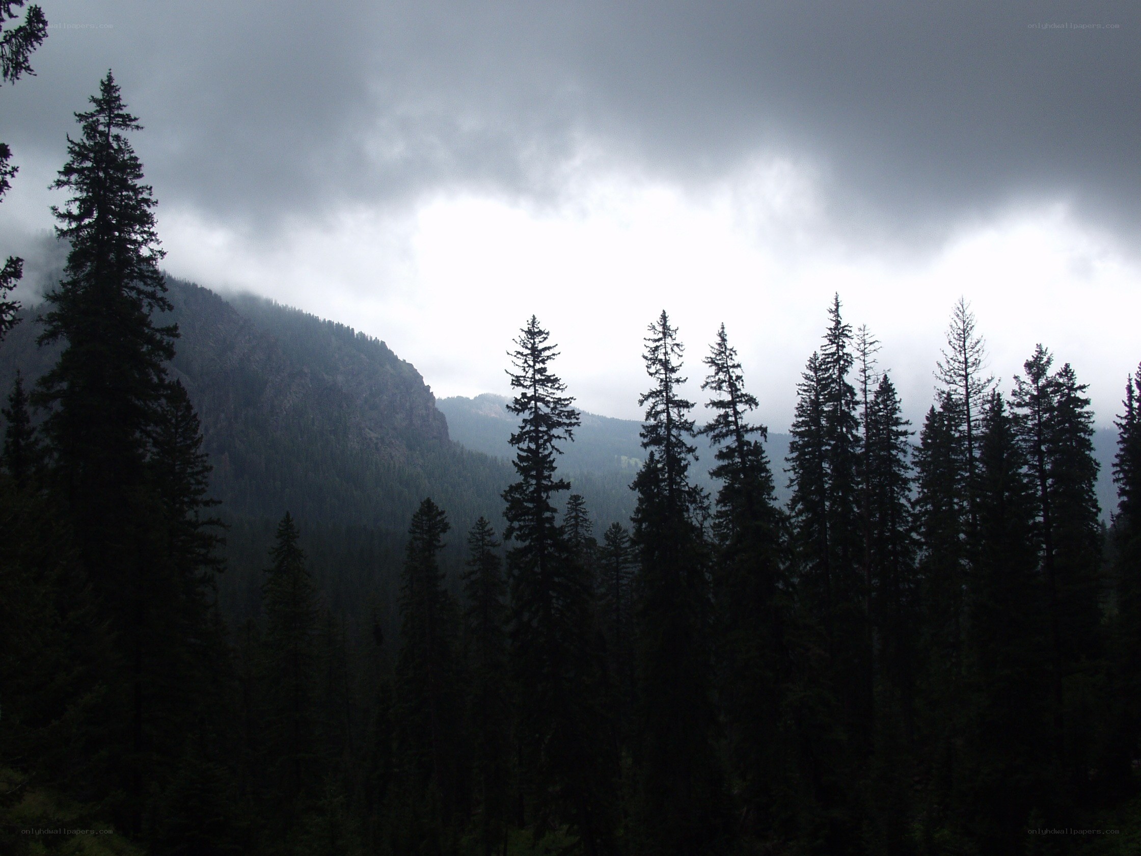 Forest and mountain under cloudy sky