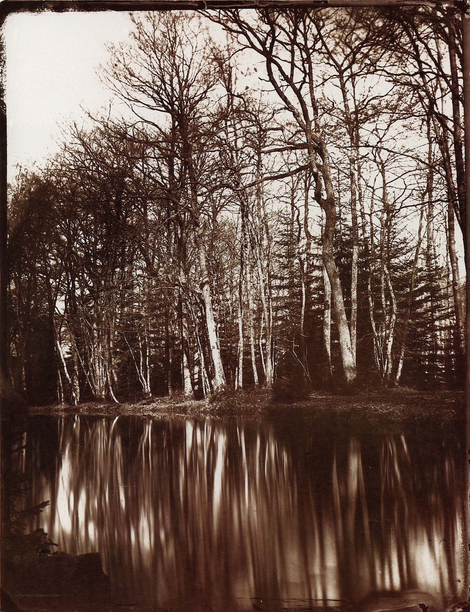 Forest and pond reflection
