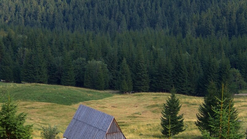 Forest and wooden hut