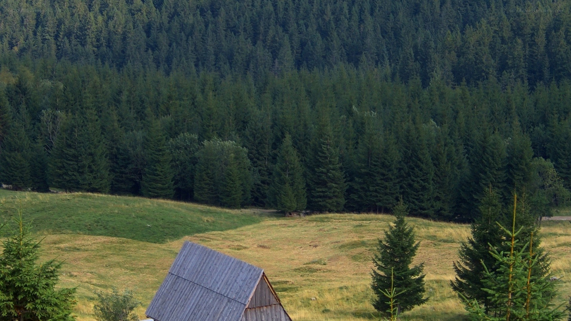 Forest and wooden hut