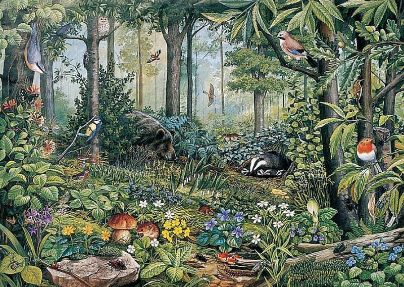 Forest Animals in Woodland