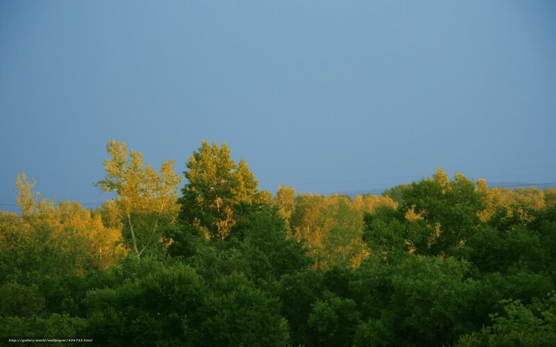 Forest at Dusk