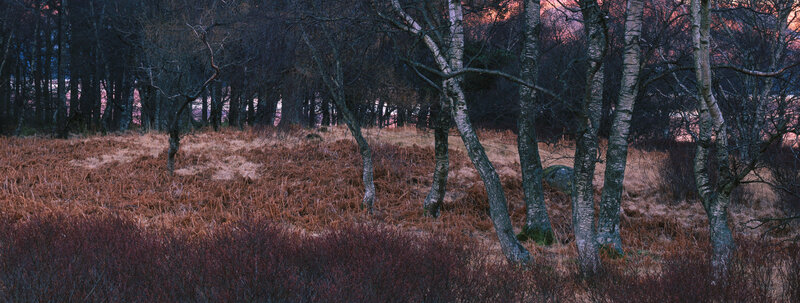 Forest at dusk with bare trees