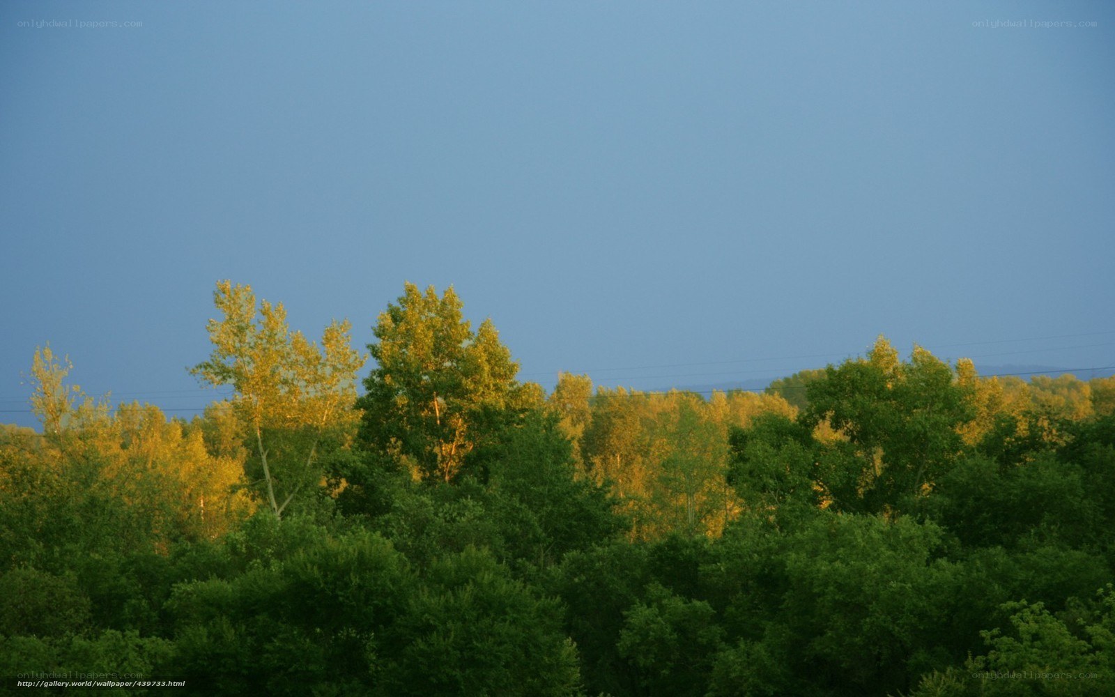 Forest at Dusk