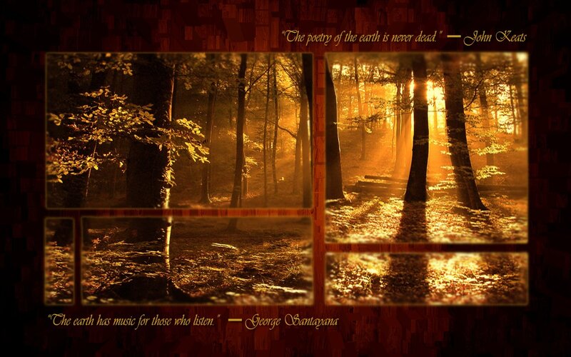 Forest at Golden Hour — Gold