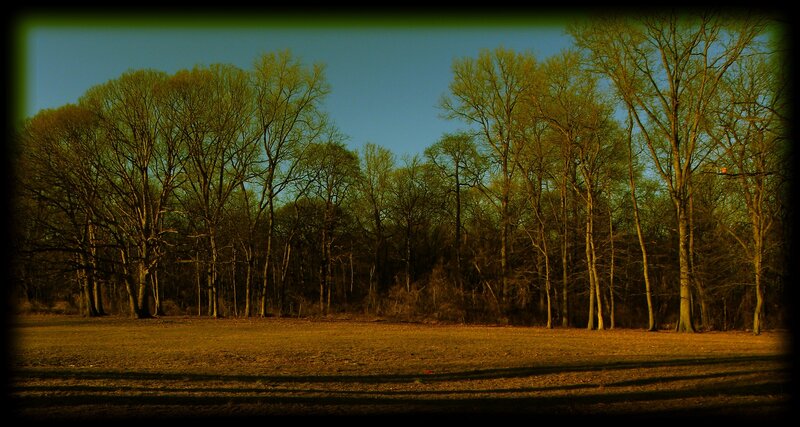 forest at golden hour