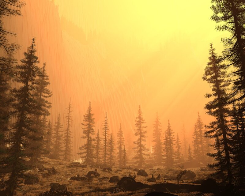 Forest at golden sunrise