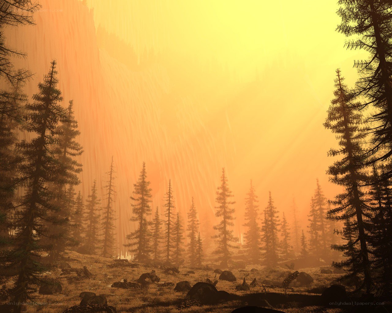 Forest at golden sunrise