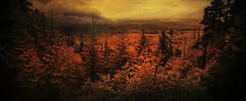 Forest at golden sunset