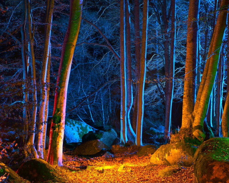 Forest at Night — Blue, Mysterious, Photograph, Trees, Rocks