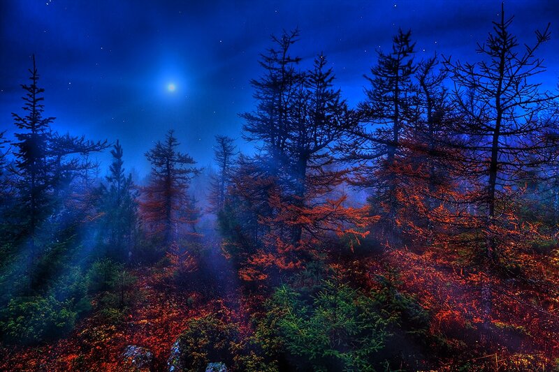 Forest at Night — Blue, Mysterious