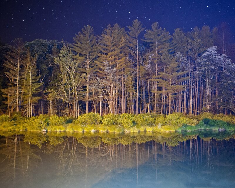 Forest at Night — Blue, Serene, Photograph