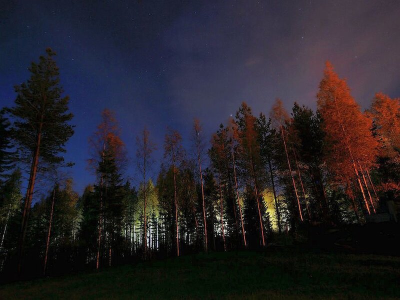 Forest at Night — Blue