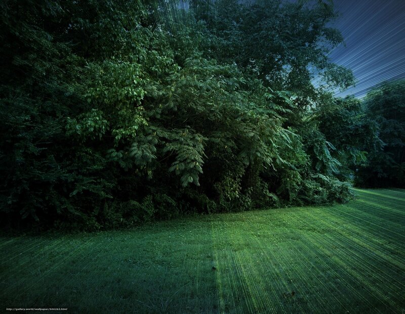 Forest at Night — Green, Dark