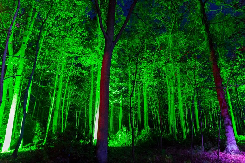 Forest at Night — Green