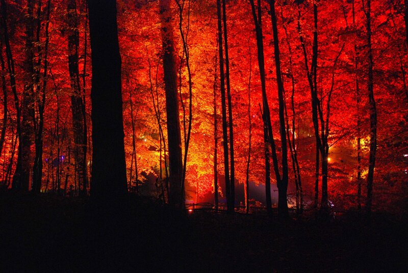 Forest at Night — Red, Dramatic