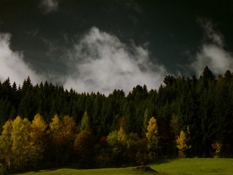 Forest at Night