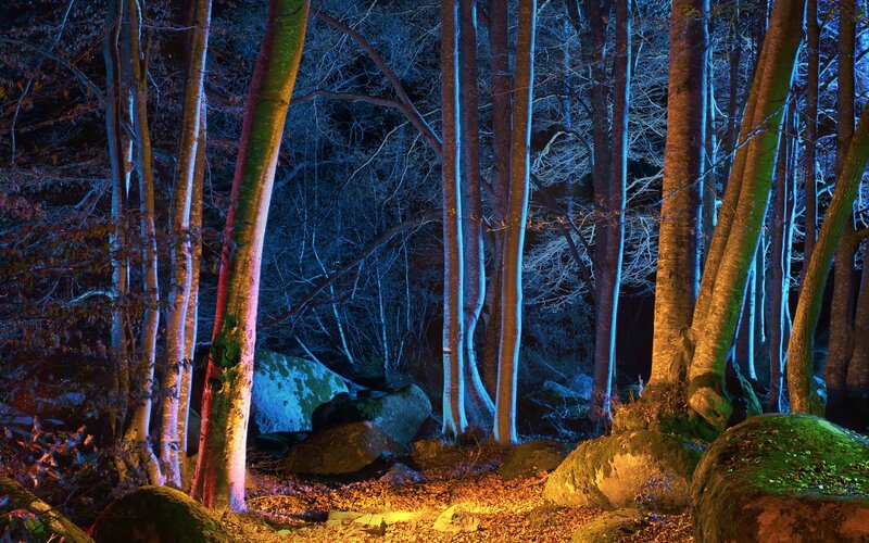 Forest at night with colored lights