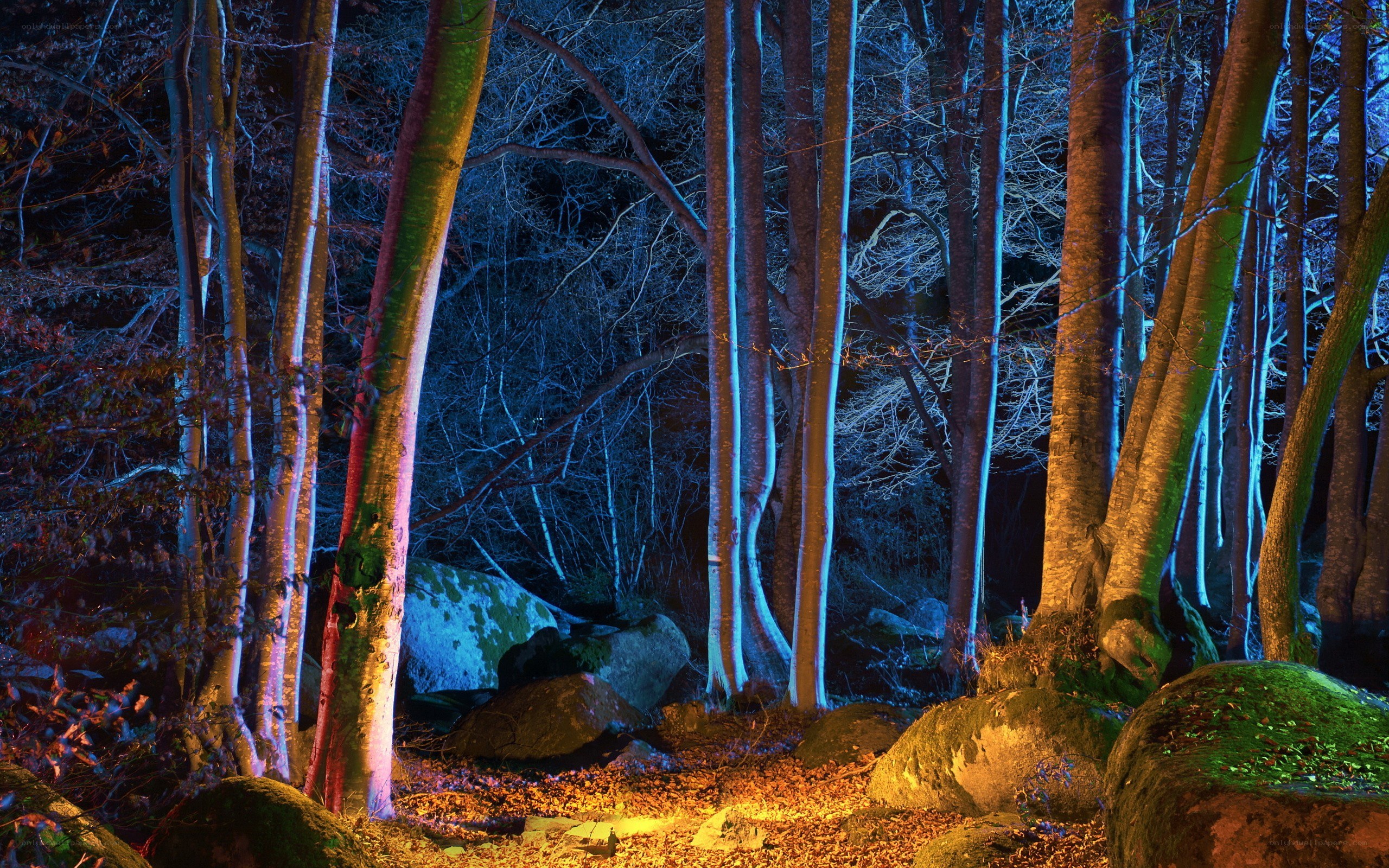 Forest at night with colored lights