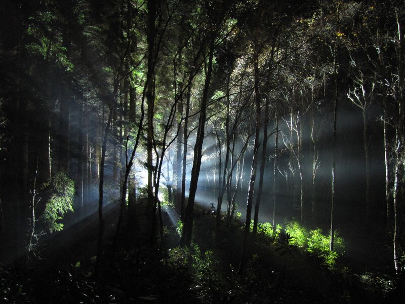 Forest at night with light beams