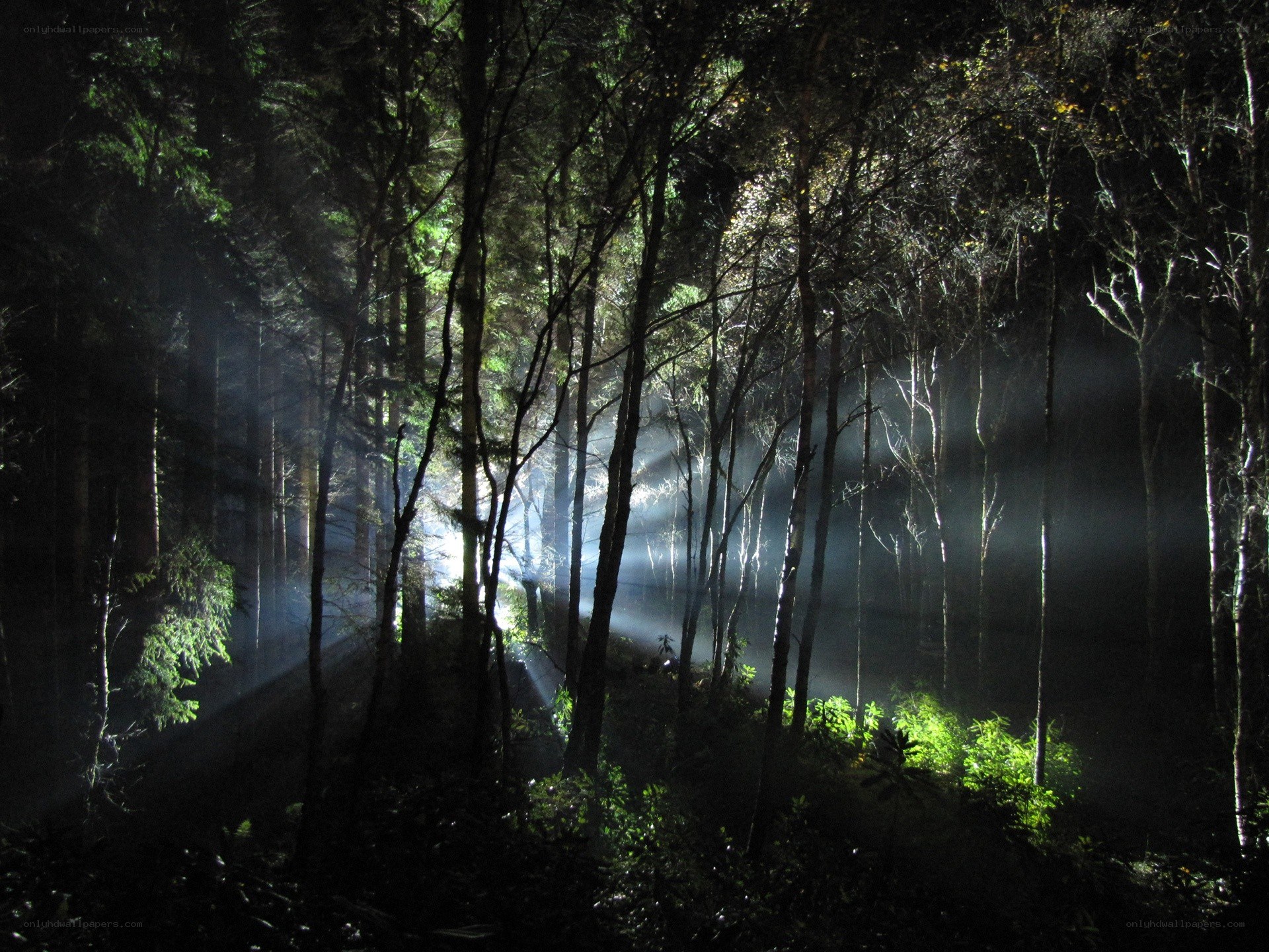 Forest at night with light beams