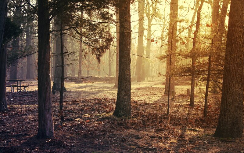 Forest at Sunrise — Brown