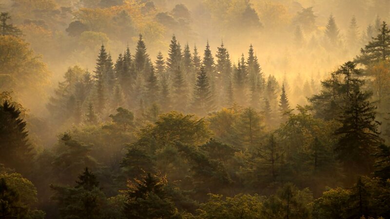 Forest at Sunrise — Green