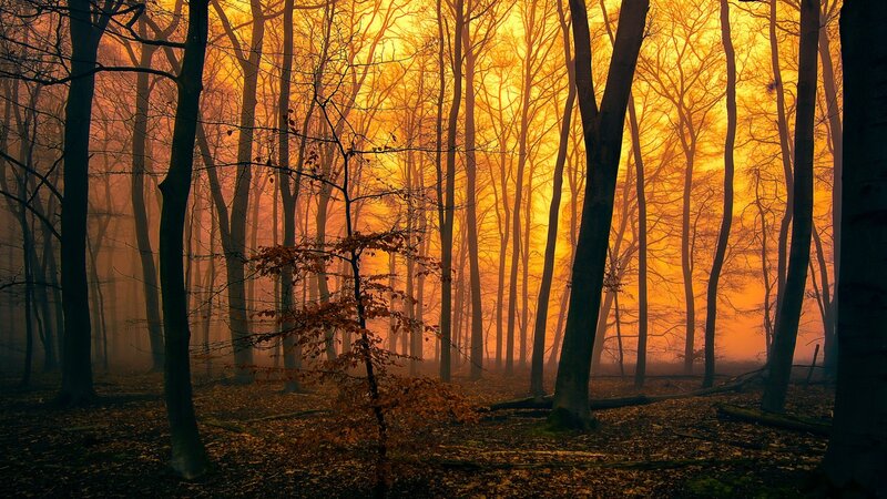 Forest at Sunrise — Orange, Dramatic