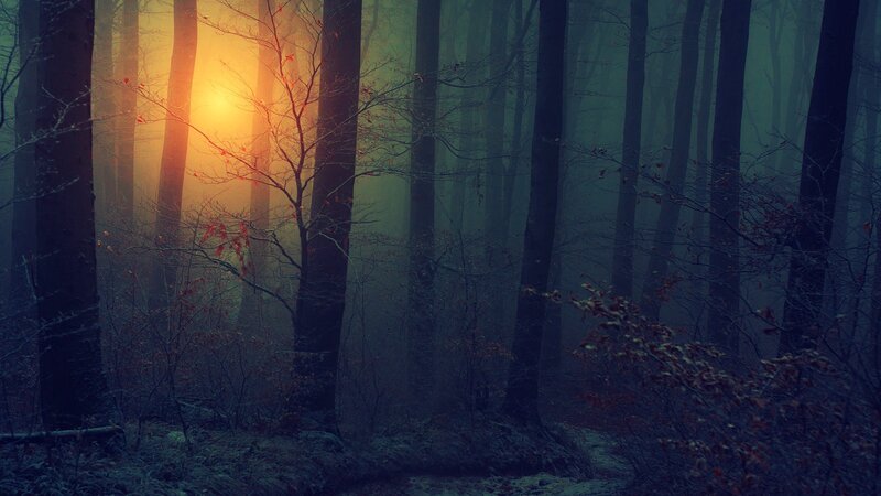 Forest at Sunrise — Orange, Mysterious
