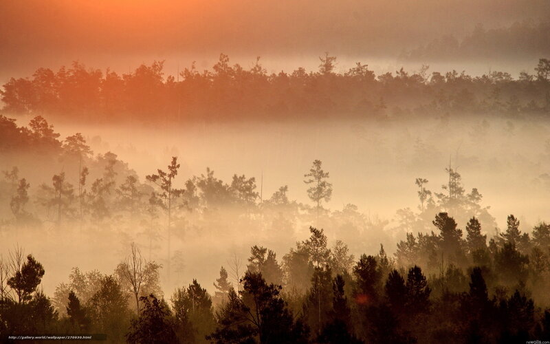 Forest at Sunrise — Orange, Serene