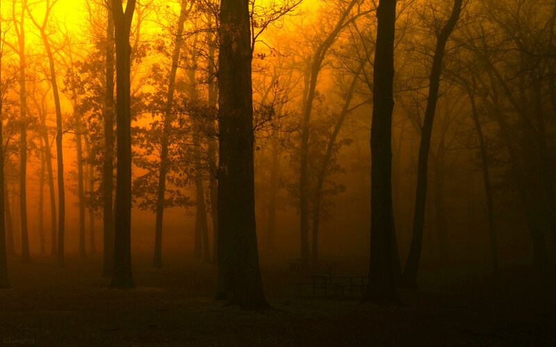 Forest at Sunrise — Orange