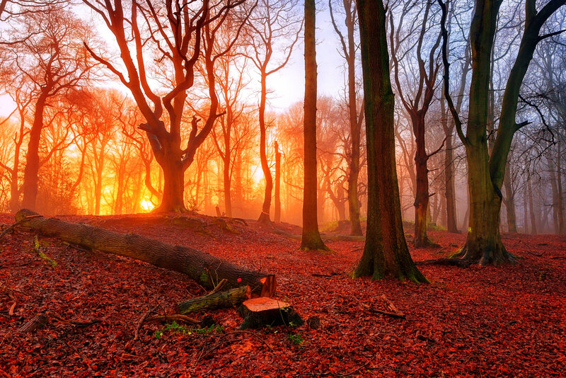 Forest at Sunrise — Red