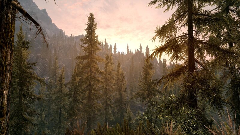 forest at sunrise