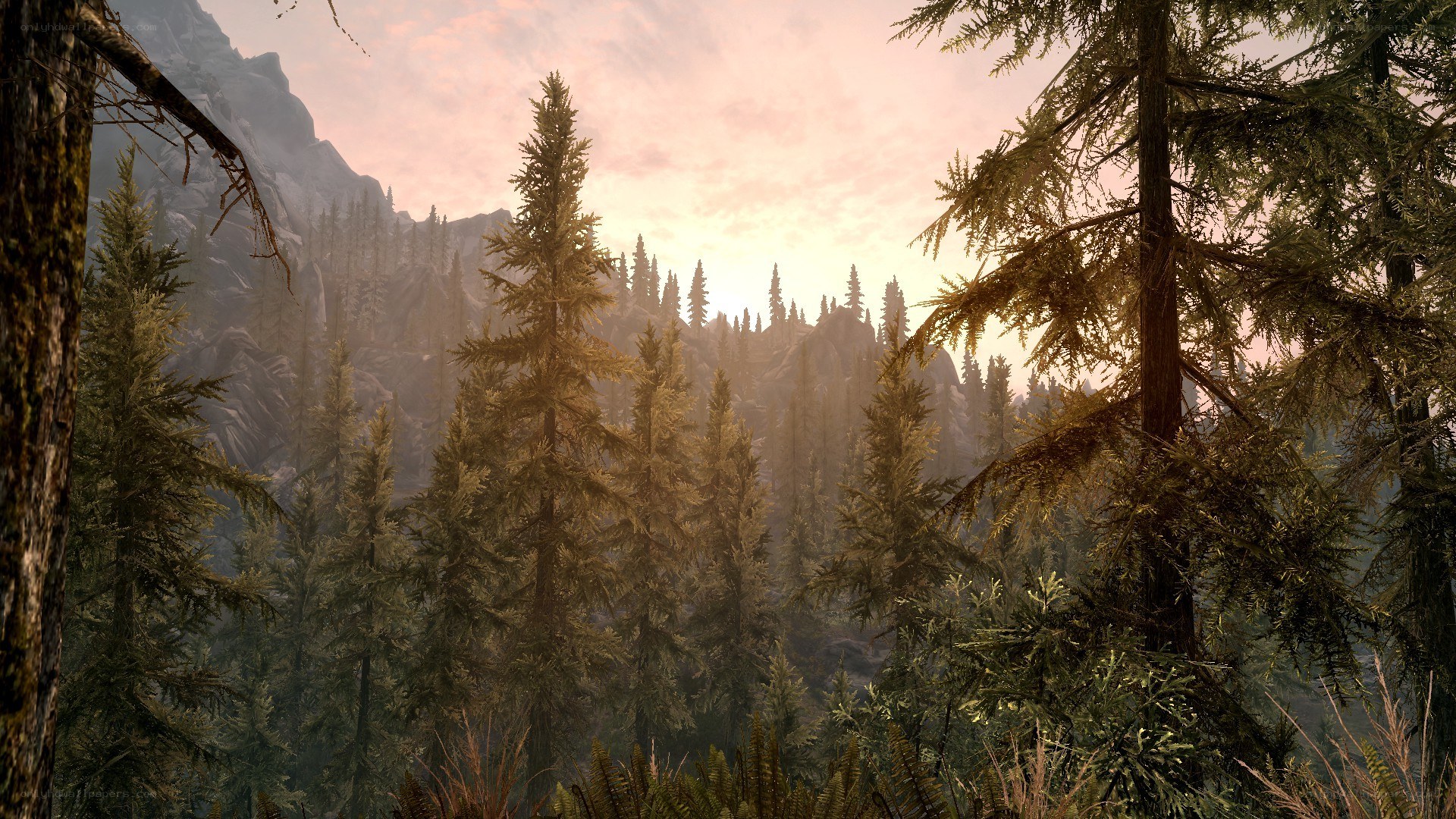 forest at sunrise