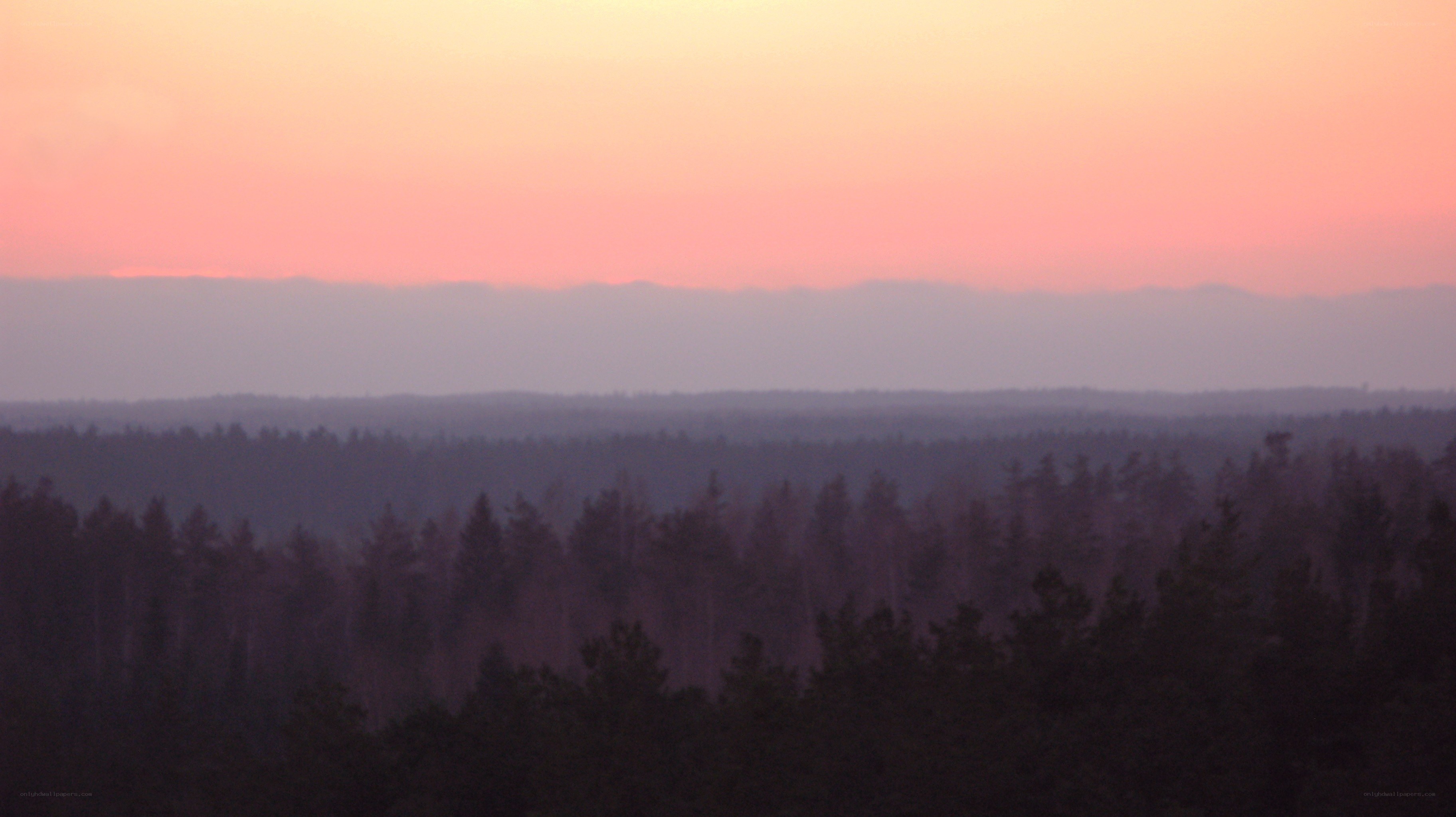 forest at sunset