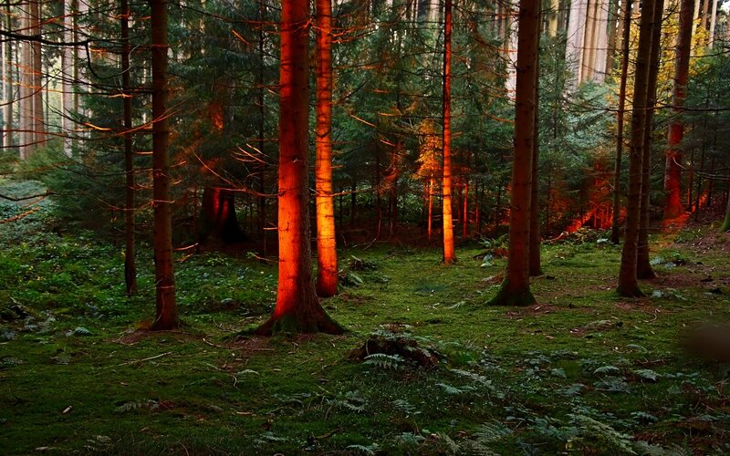 Forest at sunset