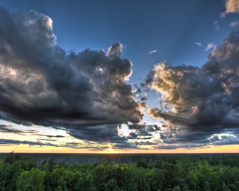 Forest at Sunset — Blue