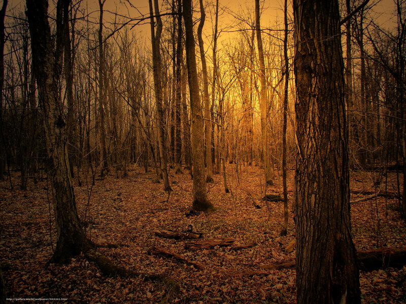 Forest at Sunset — Brown, Dramatic