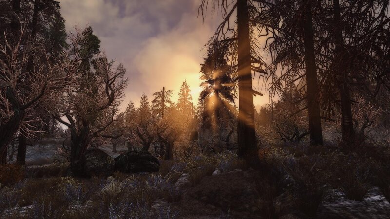 Forest at Sunset — Brown, Serene