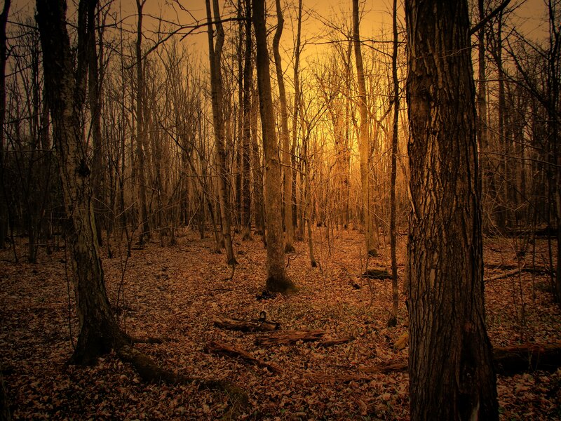 Forest at Sunset — Brown