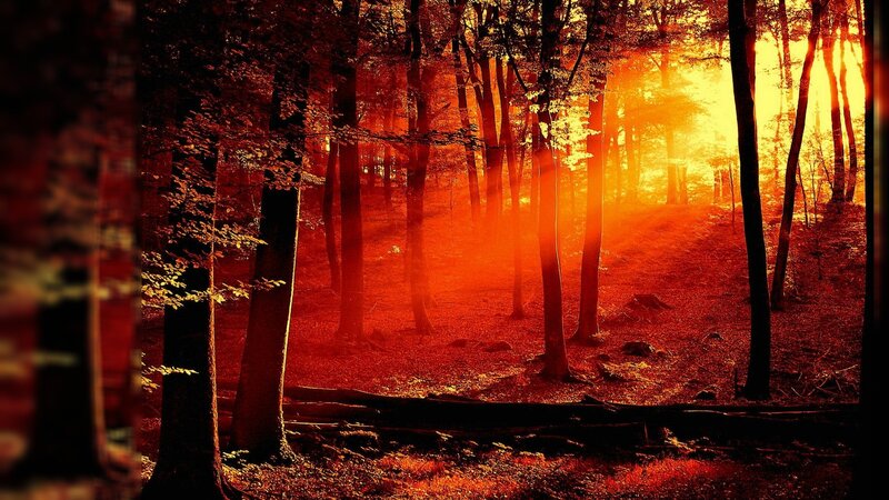 Forest at Sunset — Dramatic