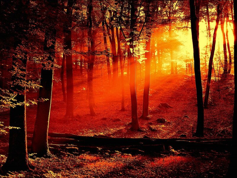 Forest at Sunset — Fallen Leaves