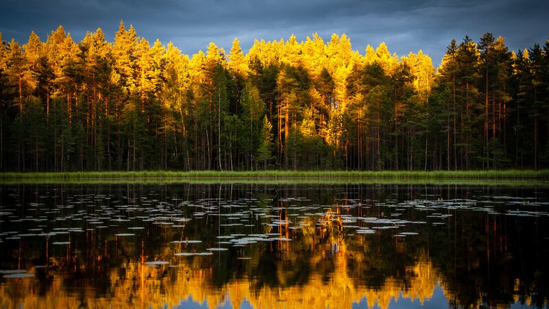 Forest at Sunset — Gold, Dramatic