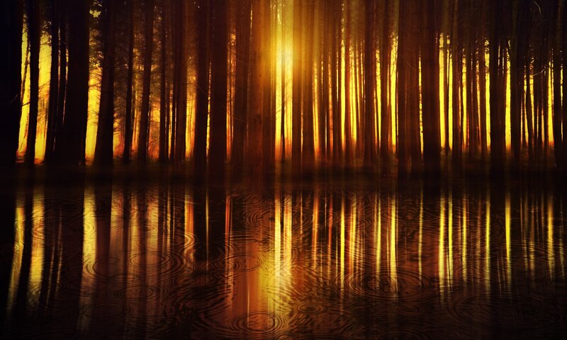 Forest at Sunset — Gold
