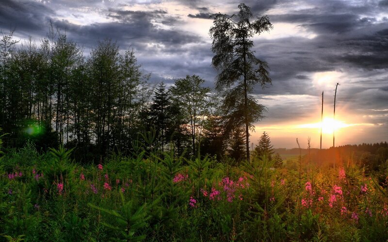 Forest at Sunset — Green, Dramatic, Photograph
