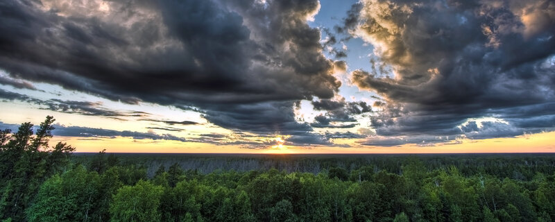 Forest at Sunset — Green, Dramatic