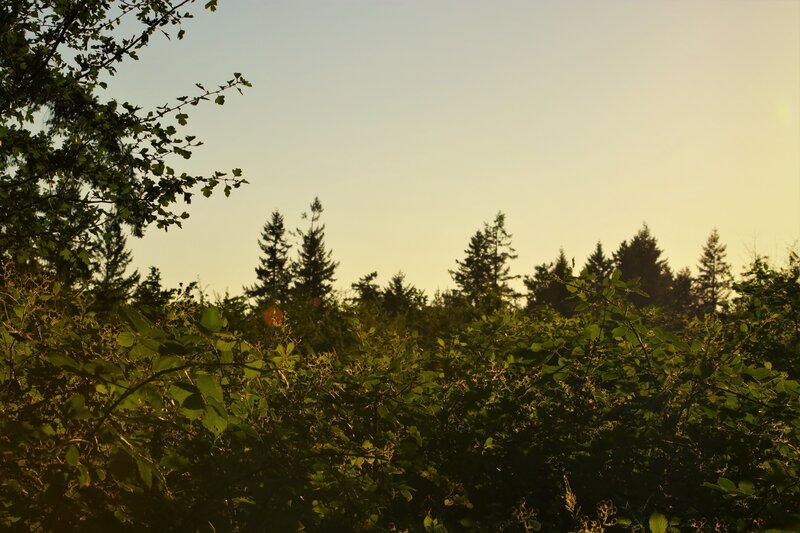 Forest at Sunset — Green, Serene, Photograph